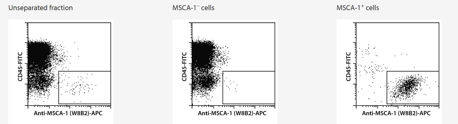 MSCA-1 (W8B2)+ cells were isolated from human bone marrow mononuclear cells (BM-MNCs) using the Anti-MSCA-1 MicroBead Kit, two MS Columns, and a MiniMACS Separator. Cells were stained with Anti-MSCA-1 (W8B2)-APC and CD45-FITC.